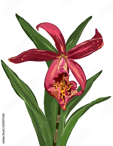 Illustration of orchid red purple flower isolated on white background.