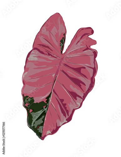 Hand drawn illustration of pink  alocasia.