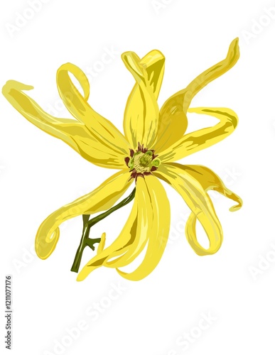 Hand drawn illustration of Cananga odorata or Ylang-ylang. Yellow flower.