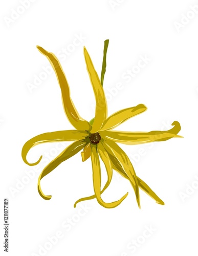 Hand drawn illustration of Cananga odorata or Ylang-ylang. Yellow flower.
