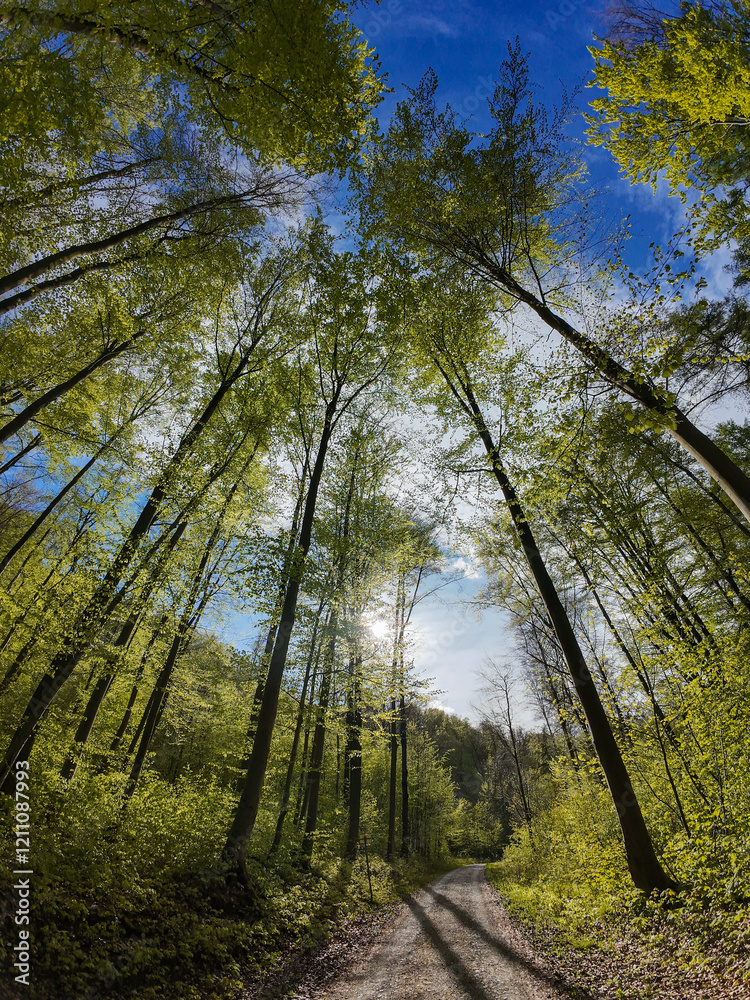 Trees in forest against the blue sky dotted with white clouds.