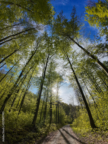 Obraz na płótnie Trees in forest against the blue sky dotted with white clouds. w salonie