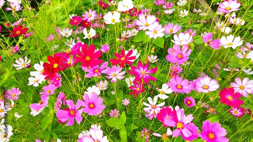 Fototapeta Naklejka Na Ścianę i Meble -  Cosmos flower, commonly called the garden cosmos or Mexican aster. Various colors flowers bloom in the garden in Mekong Delta Vietnam.