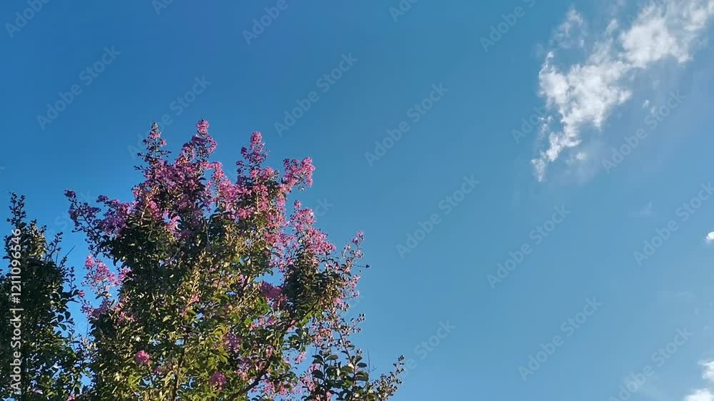 Ciel