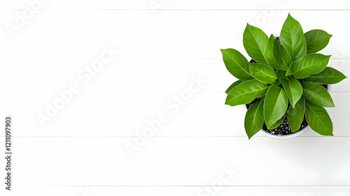 Green Plant in a Pot Sits o...