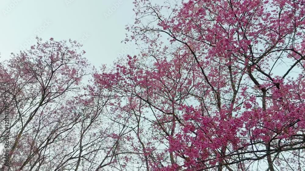 Scenery over pink flowers of the cherry blossoms in forests in Thailand. 4K. Drone Scenery over pink flowers of the cherry blossoms in forests in Thailand. 4K. Drone