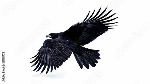 Majestic Black Bird of Prey...