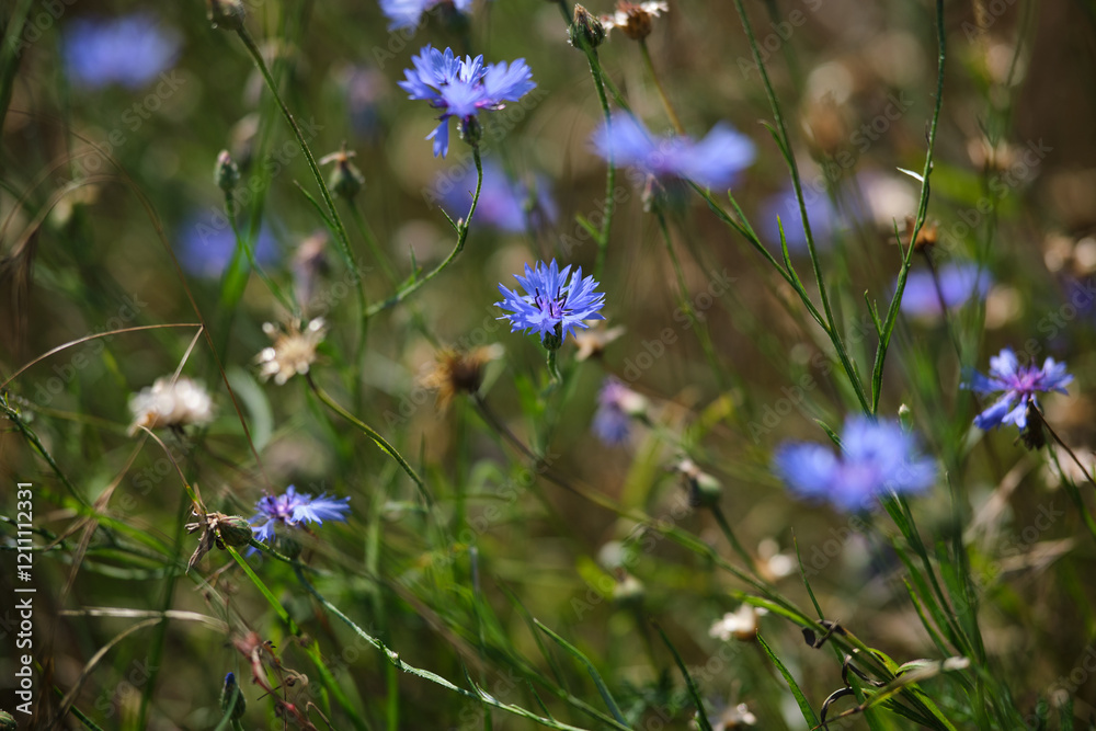 A lot of blue flowers as a background. Wild blue flowers and grass closeup.