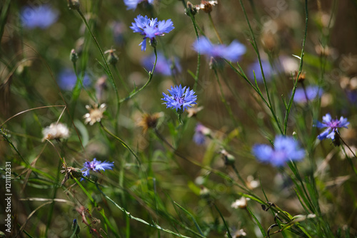 Obraz na płótnie A lot of blue flowers as a background. Wild blue flowers and grass closeup. w salonie