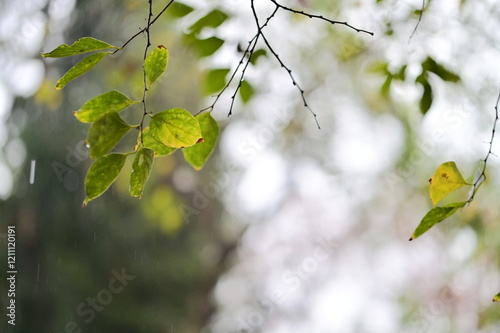 Close-up of rain-drenched leaves turning yellow in late autumn, highlighting the season’s transition amidst a rainy park backdrop.