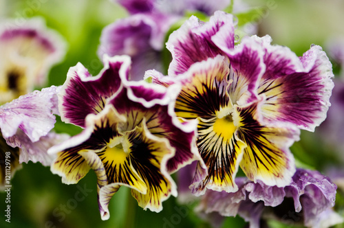 Burgundy with White and Yellow  Frizzle Sizzle Pansy Flower Pair Close-up. Viola x wittrockiana photo