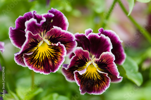 Dark Burgundy Red Viola Pansy Flower Rococo Duet. White Picotee and Yellow Centers with Beautiful Whiskers Pattern. Viola x wittrockiana