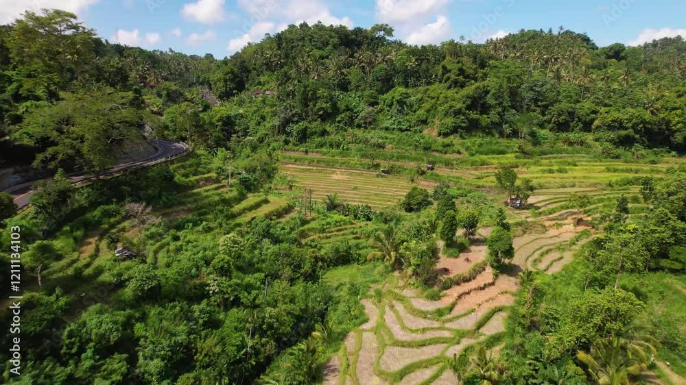 4k Drone video of Berina Rice Terraces, agriculture, palm trees and vegetation in Amed, East Bali Indonesia. The rice fields are surrounded by green mountain landscapes