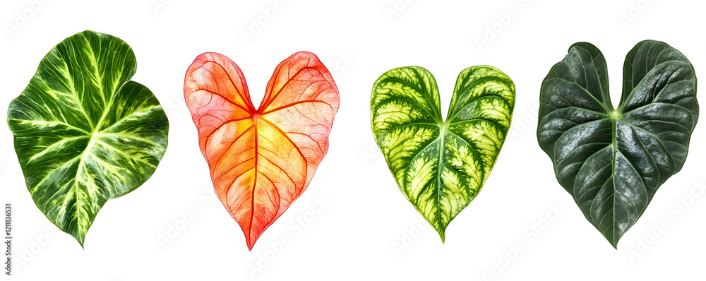 Vibrant heart-shaped & variegated tropical leaves isolated on transparent background. Vibrant heart-shaped & variegated tropical leaves isolated on transparent background.