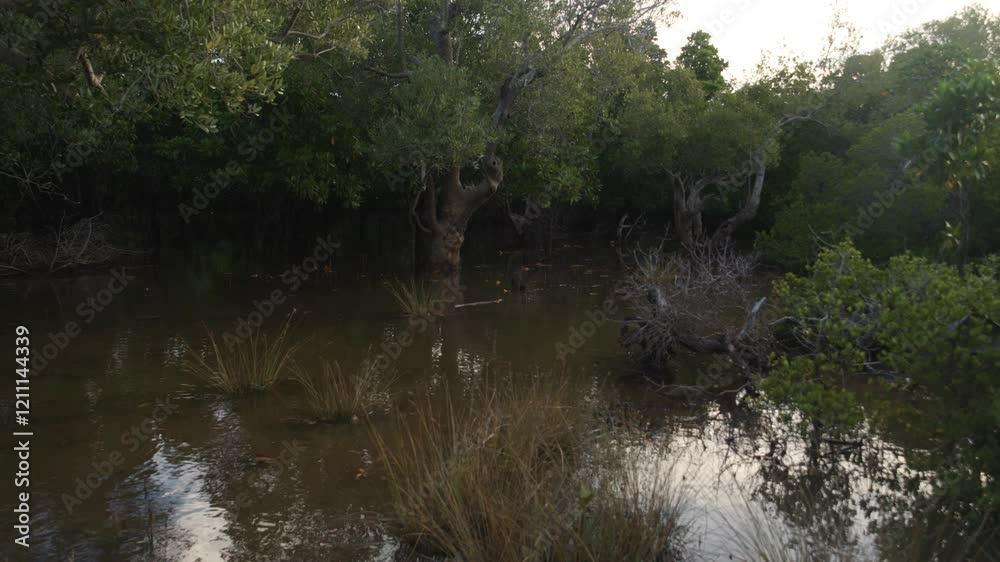 The mystical nature of mangrove forests, Sundarbans west. The mystical nature of mangrove forests, Sundarbans west.