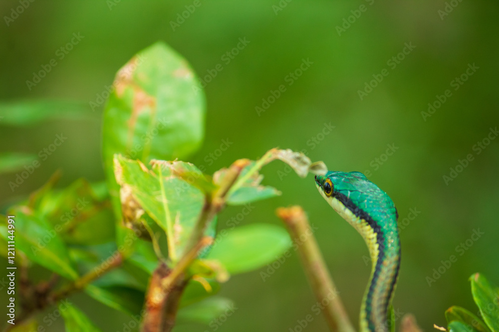 Fototapeta premium Acercamiento de serpiente verde posando sobre un arbusto
