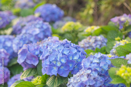 Wallpaper Mural Hydrangea macrophylla ornamental shrub with purple and blue flower heads. Purple hydrangea close-up. Wallpaper background, copy space Torontodigital.ca