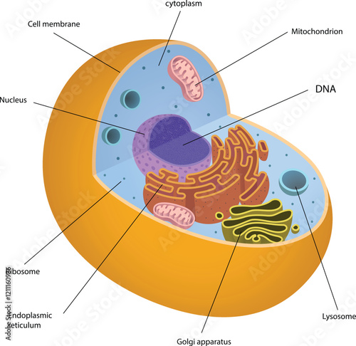 illustration of animal cell diagram