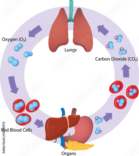 illustration of gas exchange in human diagram
