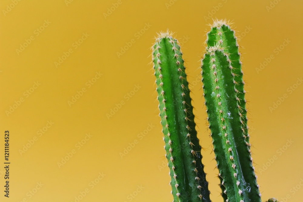 Cactus, succulent, tropical plant on background Cactus, succulent, tropical plant on background