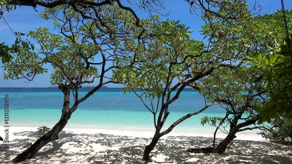 Trees on a tropical beach with boat in background. Trees on a tropical beach with boat in background.