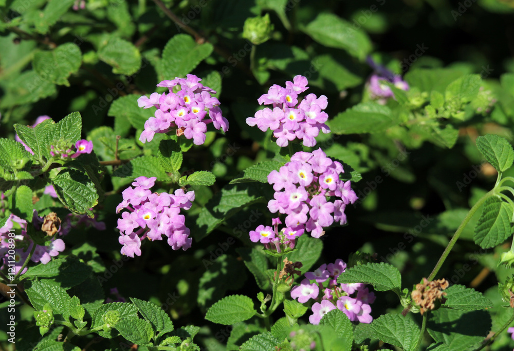 Purple lantana flowers on a plant in a garden Purple lantana flowers on a plant in a garden