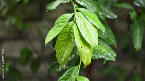 Indonesian bay leaf or salam leaf (Syzygium polyanthum) as a food flavouring in rainy weather photo