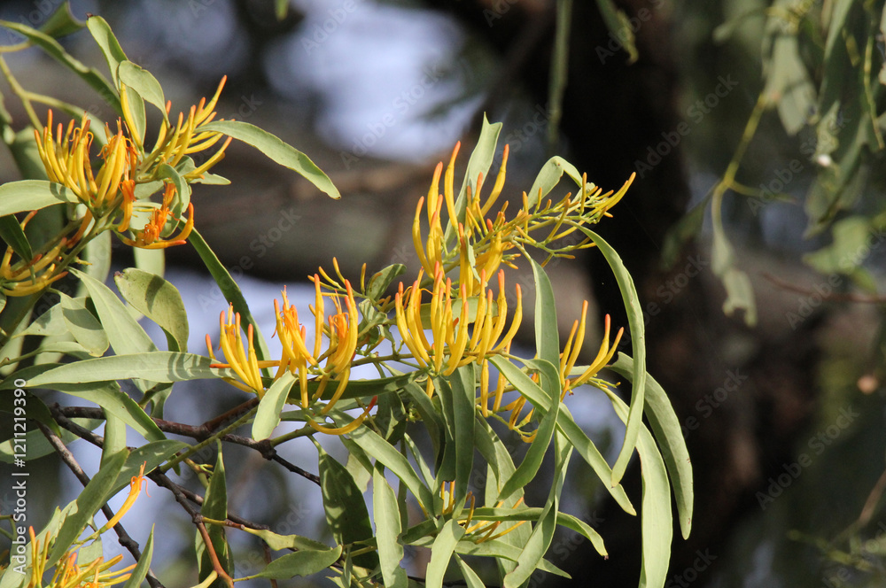 Yellow mistletoe (loranthaceae) flowers on a plant in a garden Yellow mistletoe (loranthaceae) flowers on a plant in a garden