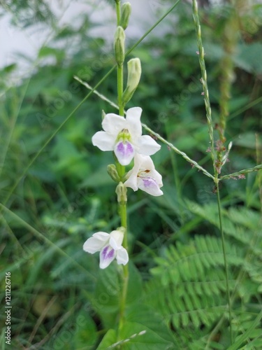 Israeli grass (Asystasia gangetica), a semi-wild ornamental plant.