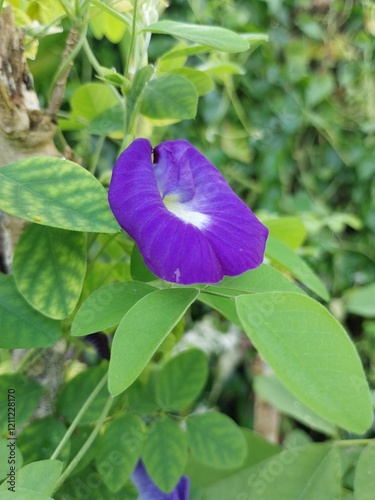 Clitoria ternatea atau butterfly pea memiliki bentuk kembang yang unik.