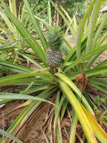 Pineapple plant with the Latin name Ananas Comosus. photo