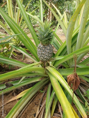 Pineapple plant with the Latin name Ananas Comosus. photo