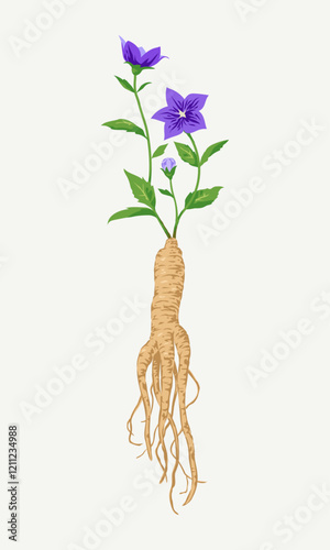 Balloon Flower and Root, bellflower Colored Drawing Art Illustration Vector.