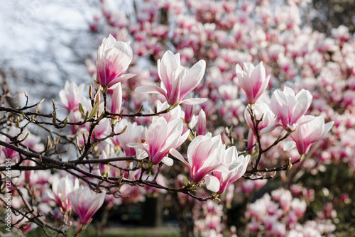 Photography Magnolia flower in spring time
