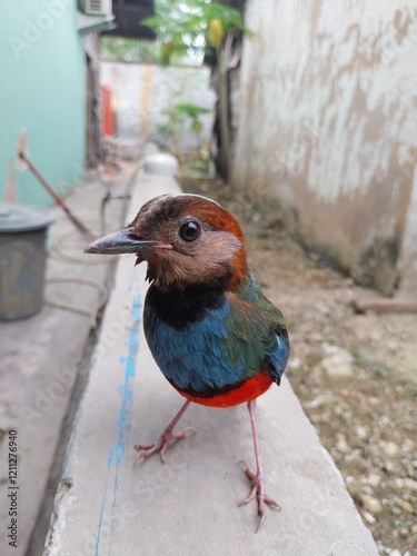 The mopo pitta or Papuan pitta or Philippine Pitta has the Latin name Pitta erythrogaster and is a songbird.