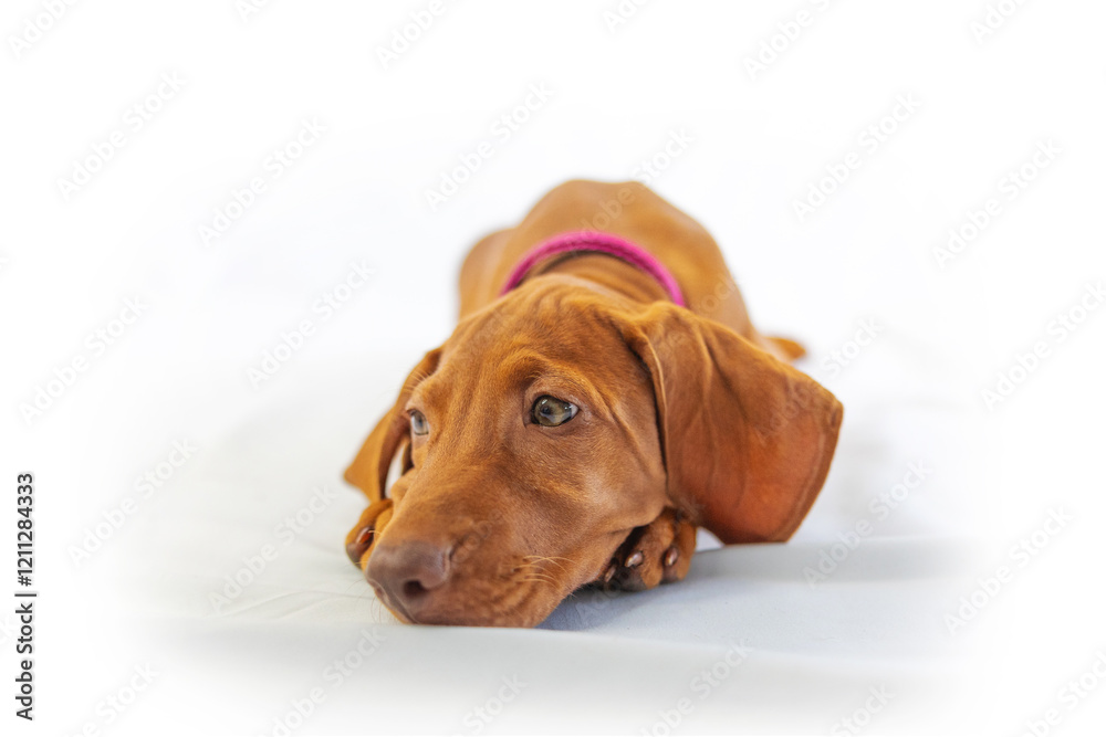 Hungarian Vizsla puppy dog looking cute with collar on posing for the camera Hungarian Vizsla puppy dog looking cute with collar on posing for the camera