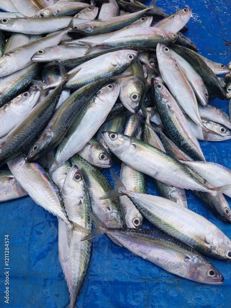 Obraz premium various types of fish sold at the fish auction.