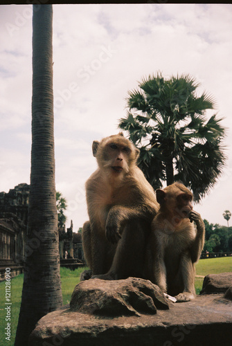 Monkey sitting on ledge at Angkor Wat photo