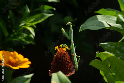 Mantis Religiosa de nueva zelanda hembra photo