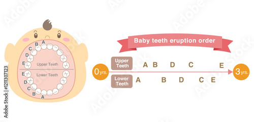 Baby teeth eruption order and baby with its mouth wide open.