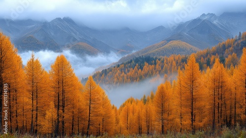 Autumnal Mountain Majesty: Golden Larch Forest in Misty Valley