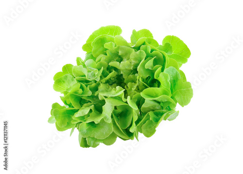 Green oak lettuce on transparent png