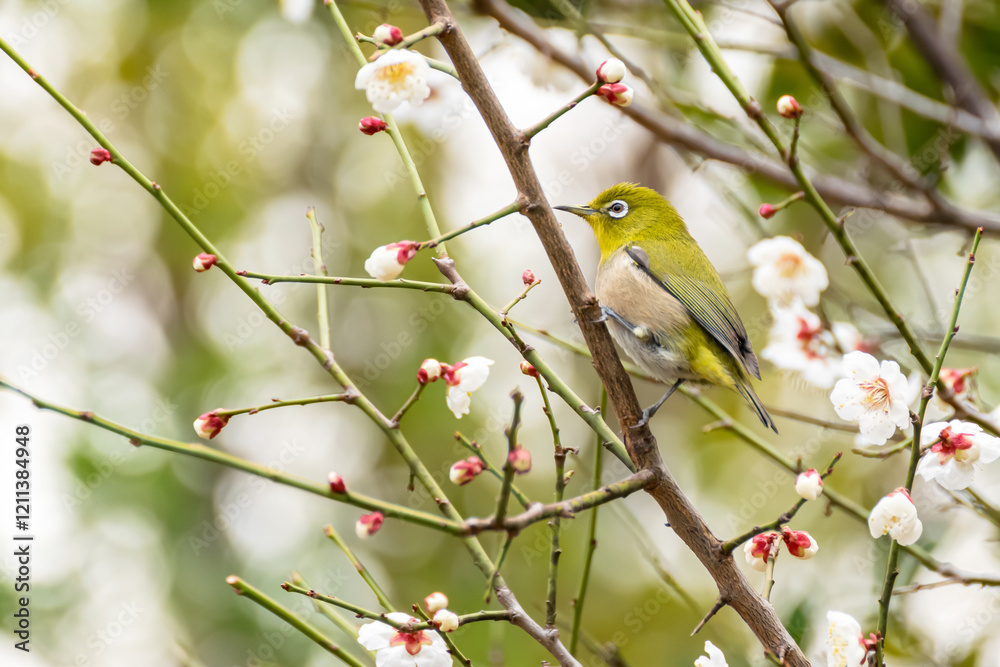 Charming Japanese White-eye Amid Plum Blossoms Charming Japanese White-eye Amid Plum Blossoms