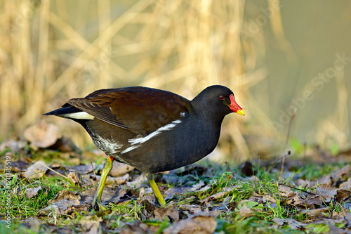 Common moorhen // Teichralle, Teichhuhn (Gallinula chloropus)