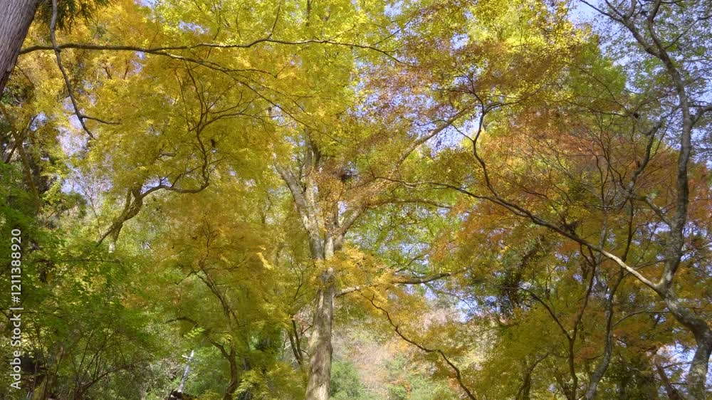 Tall Ginko trees with beautiful yellow fall colors Tall Ginko trees with beautiful yellow fall colors