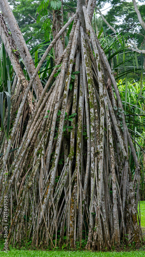Long Stemmed Tree with Root Like Shape Long Stemmed Tree with Root Like Shape