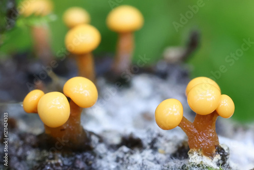 Lepidoderma tigrinum, commonly known as spotted tiger slime mold photo