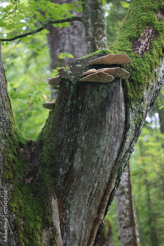 Daedalea quercina, commonly known as oak mazegill or maze-gill fungus, polypore fungus from Finland photo