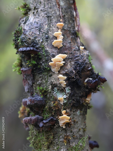 Antrodiella serpula, polypore fungus growing on hazel in Finland, no common English name photo