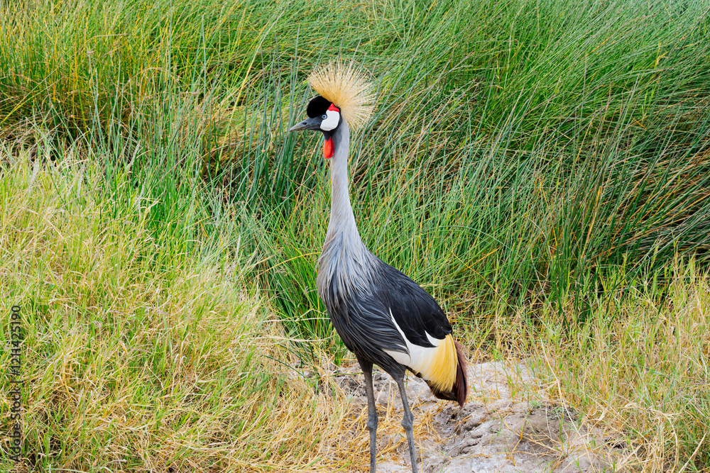 Fototapeta premium The grey-crowned crane is a crane of the Gruidae family. It commonly lives in the African savannah.